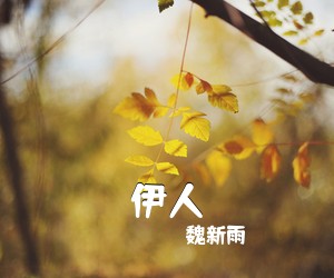 魏新雨《伊人吉他谱》(G调)