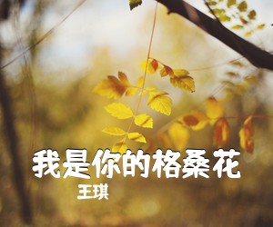 王琪《我是你的格桑花吉他谱》(C调)