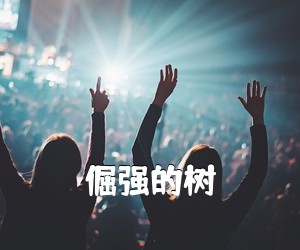 《倔强的树吉他谱》(C调)