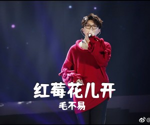 毛不易《红莓花儿开吉他谱》