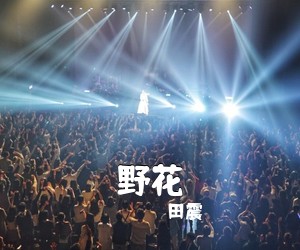 田震《野花吉他谱》